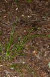 Oval-leaf sedge